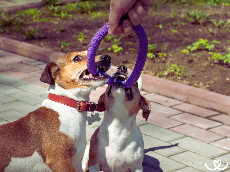 Dog-puller-pro-psy (12)